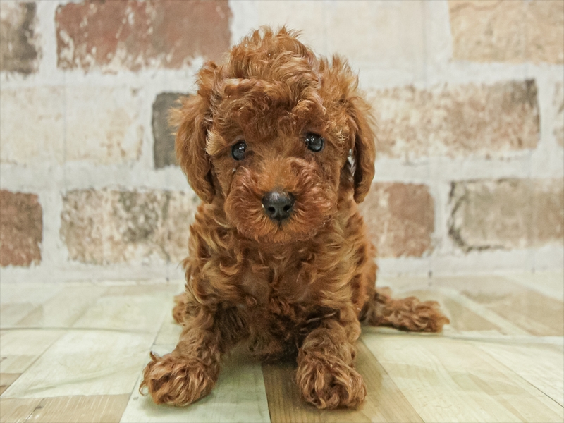 愛知県のトイプードル(トイ) (ワンラブ名古屋守山インター総本店/2025年10月3日生まれ/女の子/レッド)の子犬の3枚目の画像