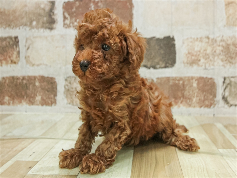 愛知県のトイプードル(トイ) (ワンラブ名古屋守山インター総本店/2025年10月3日生まれ/女の子/レッド)の子犬の2枚目の画像