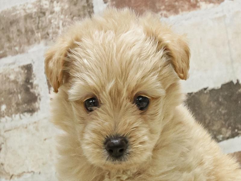 愛知県のポメプー(ポメラニアン×プードル) (ワンラブ名古屋守山インター総本店/2025年10月3日生まれ/男の子/アプリコット)の子犬の1枚目の画像