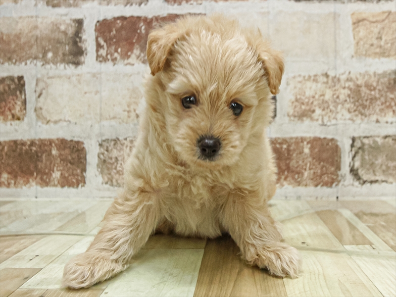 愛知県のポメプー(ポメラニアン×プードル) (ワンラブ名古屋守山インター総本店/2025年10月3日生まれ/男の子/アプリコット)の子犬の3枚目の画像