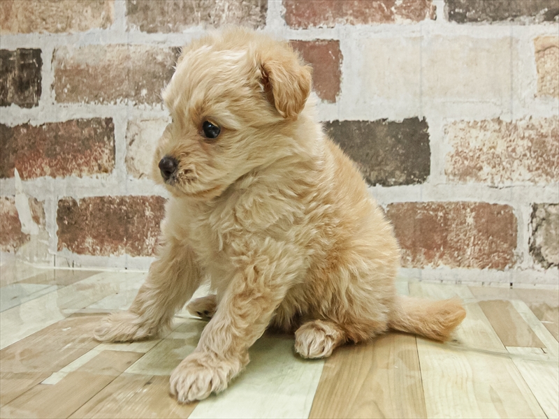 愛知県のポメプー(ポメラニアン×プードル) (ワンラブ名古屋守山インター総本店/2025年10月3日生まれ/男の子/アプリコット)の子犬の2枚目の画像