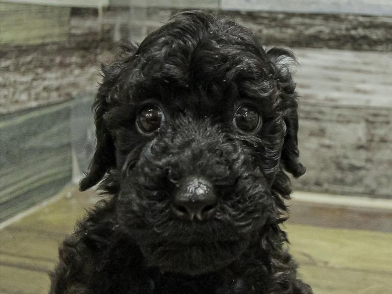 愛知県のトイプードル(トイ) (ワンラブカインズ小牧店(FC)/2025年10月5日生まれ/女の子/ブラック)の子犬の1枚目の画像