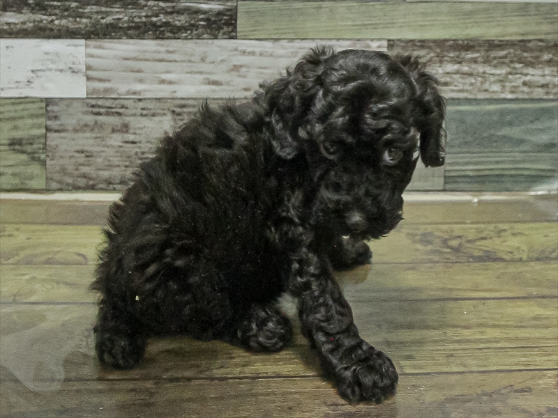 愛知県のトイプードル(トイ) (ワンラブカインズ小牧店(FC)/2025年10月5日生まれ/女の子/ブラック)の子犬の2枚目の画像