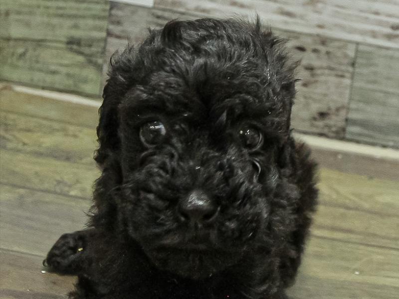 愛知県のトイプードル(トイ) (ワンラブカインズ小牧店(FC)/2025年10月5日生まれ/男の子/ブラック)の子犬の1枚目の画像