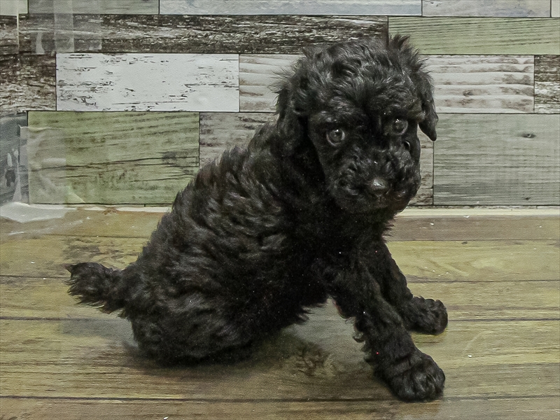 愛知県のトイプードル(トイ) (ワンラブカインズ小牧店(FC)/2025年10月5日生まれ/男の子/ブラック)の子犬の2枚目の画像