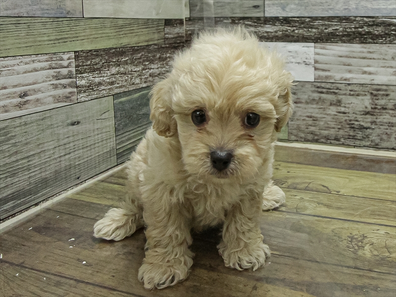 愛知県のペキプー(ペキニーズ×プードル) (ワンラブカインズ小牧店(FC)/2025年10月3日生まれ/男の子/クリーム)の子犬の3枚目の画像