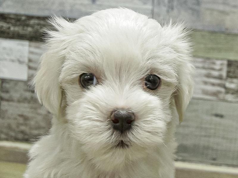 静岡県のマルチーズ (ワンラブカインズ沼津店/2025年10月5日生まれ/男の子/ホワイト)の子犬の1枚目の画像