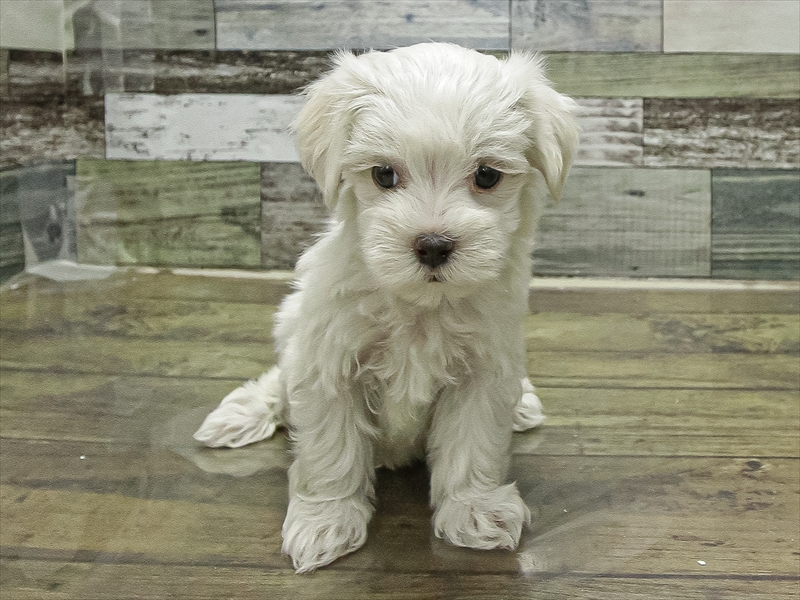 静岡県のマルチーズ (ワンラブカインズ沼津店/2025年10月5日生まれ/男の子/ホワイト)の子犬の3枚目の画像