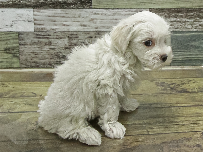 静岡県のマルチーズ (ワンラブカインズ沼津店/2025年10月5日生まれ/男の子/ホワイト)の子犬の2枚目の画像