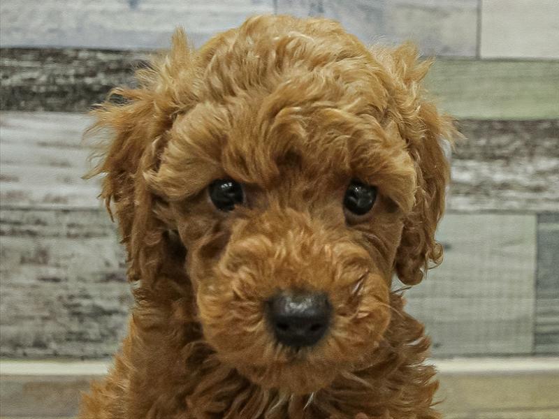 愛知県のトイプードル(トイ) (ワンラブ名古屋守山インター総本店/2025年10月5日生まれ/女の子/レッド)の子犬の1枚目の画像