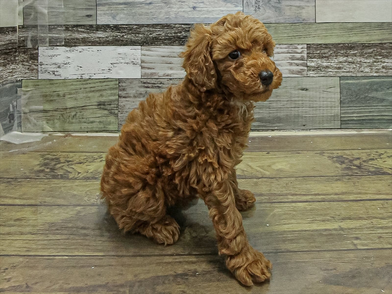 愛知県のトイプードル(トイ) (ワンラブ名古屋守山インター総本店/2025年10月5日生まれ/女の子/レッド)の子犬の2枚目の画像