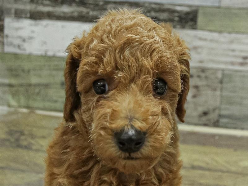 愛知県のトイプードル(トイ) (ワンラブ名古屋守山インター総本店/2025年10月5日生まれ/男の子/レッド)の子犬の1枚目の画像