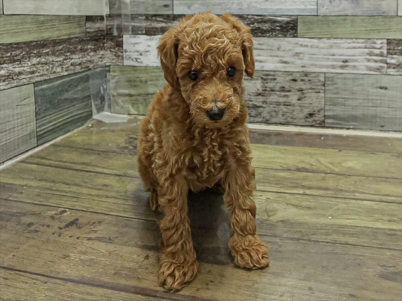 愛知県のトイプードル(トイ) (ワンラブ名古屋守山インター総本店/2025年10月5日生まれ/男の子/レッド)の子犬の3枚目の画像