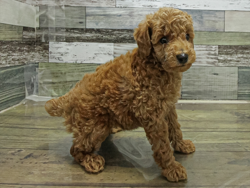 愛知県のトイプードル(トイ) (ワンラブ名古屋守山インター総本店/2025年10月5日生まれ/男の子/レッド)の子犬の2枚目の画像