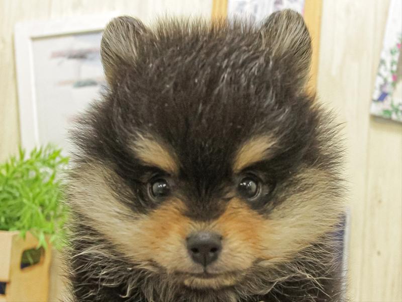 愛知県のポメラニアン (ワンラブ名古屋守山インター総本店/2025年10月5日生まれ/男の子/ブラックタン)の子犬の1枚目の画像