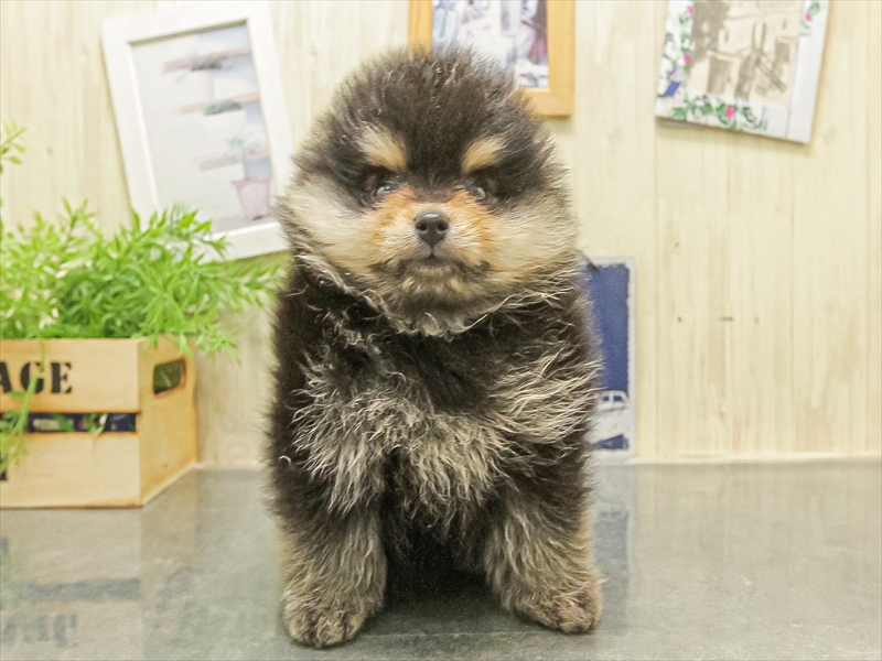 愛知県のポメラニアン (ワンラブ名古屋守山インター総本店/2025年10月5日生まれ/男の子/ブラックタン)の子犬の3枚目の画像