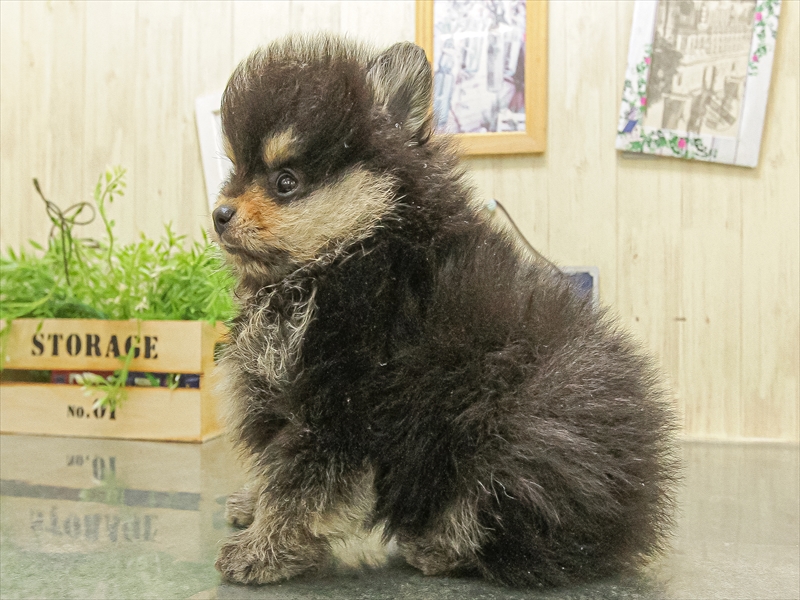 愛知県のポメラニアン (ワンラブ名古屋守山インター総本店/2025年10月5日生まれ/男の子/ブラックタン)の子犬の2枚目の画像