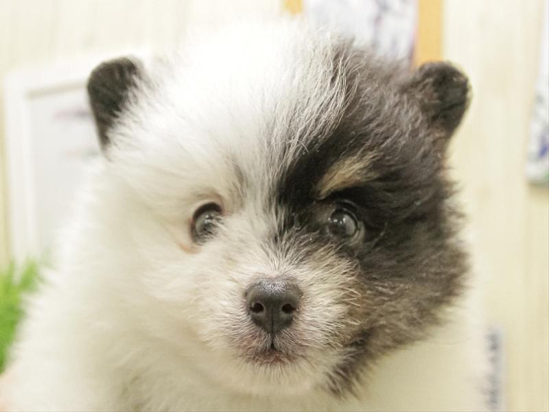 愛知県のポメラニアン (ワンラブ名古屋守山インター総本店/2025年10月5日生まれ/男の子/ブラックタンホワイト)の子犬の1枚目の画像