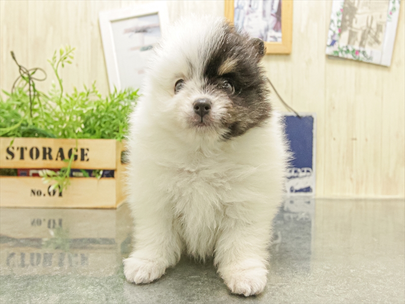 愛知県のポメラニアン (ワンラブ名古屋守山インター総本店/2025年10月5日生まれ/男の子/ブラックタンホワイト)の子犬の3枚目の画像