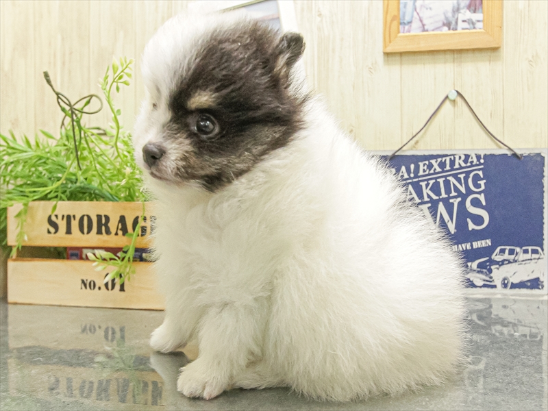 愛知県のポメラニアン (ワンラブ名古屋守山インター総本店/2025年10月5日生まれ/男の子/ブラックタンホワイト)の子犬の2枚目の画像