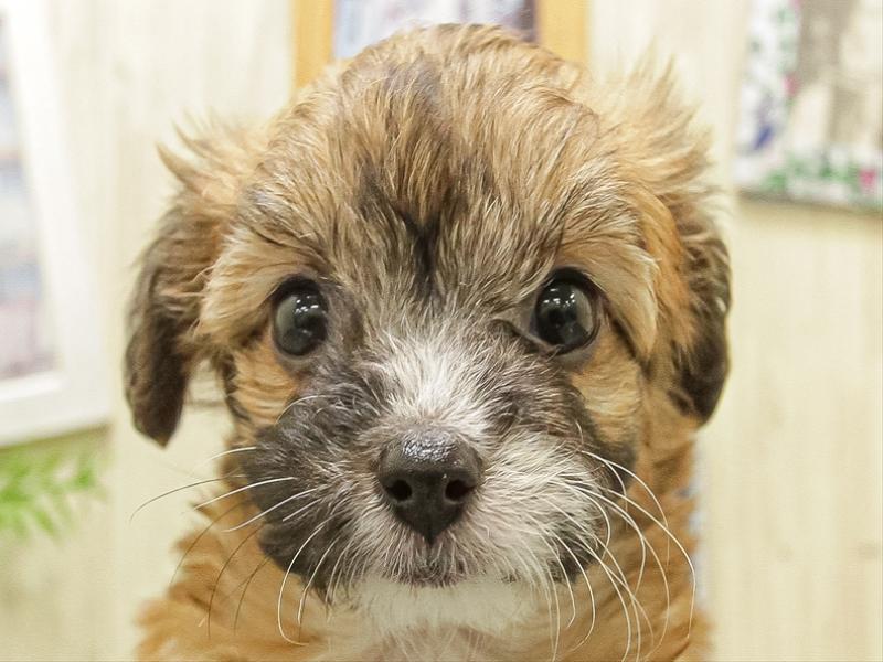 愛知県のパピプー(パピヨン×プードル) (ワンラブ名古屋守山インター総本店/2025年9月28日生まれ/女の子/レッド)の子犬の1枚目の画像