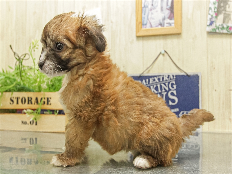 愛知県のパピプー(パピヨン×プードル) (ワンラブ名古屋守山インター総本店/2025年9月28日生まれ/女の子/レッド)の子犬の2枚目の画像