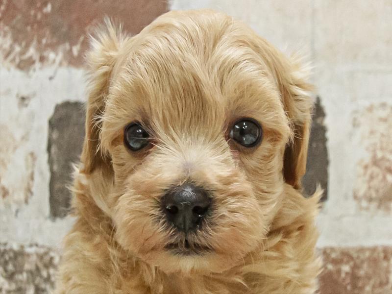 愛知県のマルプー(マルチーズ×プードル) (ワンラブ名古屋守山インター総本店/2025年10月2日生まれ/男の子/アプリコット)の子犬の1枚目の画像