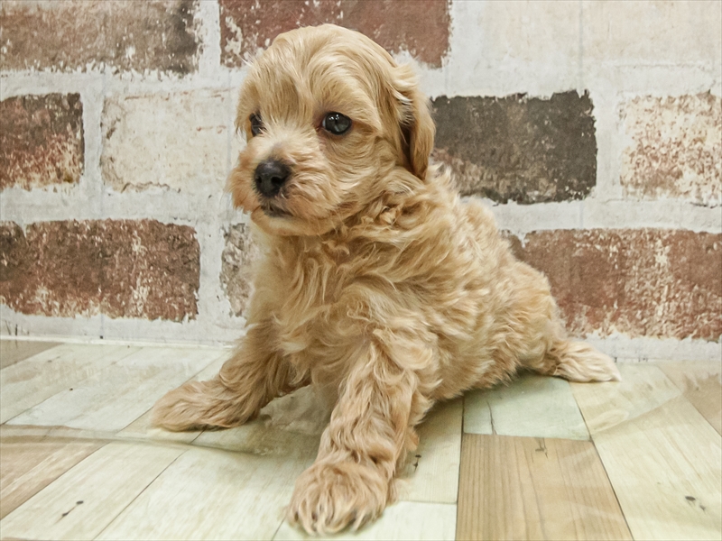 愛知県のマルプー(マルチーズ×プードル) (ワンラブ名古屋守山インター総本店/2025年10月2日生まれ/男の子/アプリコット)の子犬の2枚目の画像