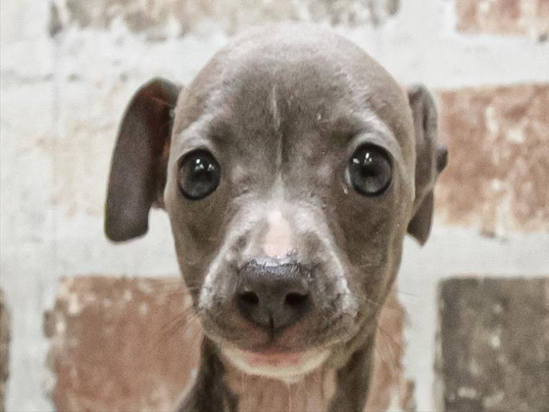 愛知県のイタリアングレーハウンド (ワンラブ星崎店(FC)/2025年10月4日生まれ/女の子/ブルーホワイト)の子犬の1枚目の画像