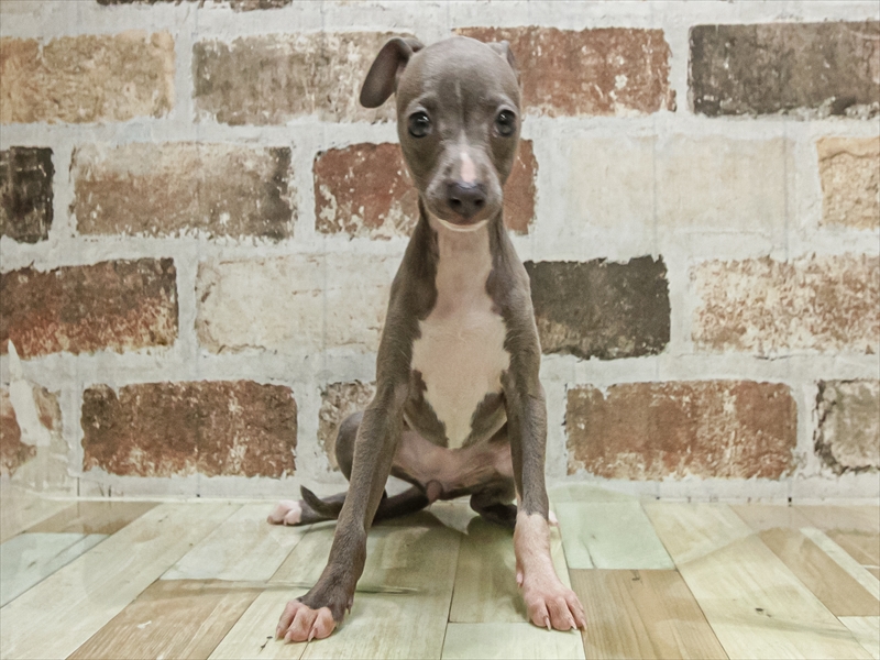 愛知県のイタリアングレーハウンド (ワンラブ星崎店(FC)/2025年10月4日生まれ/女の子/ブルーホワイト)の子犬の3枚目の画像