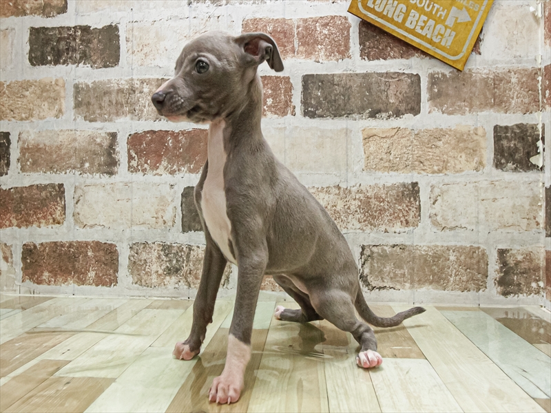 愛知県のイタリアングレーハウンド (ワンラブ星崎店(FC)/2025年10月4日生まれ/女の子/ブルーホワイト)の子犬の2枚目の画像