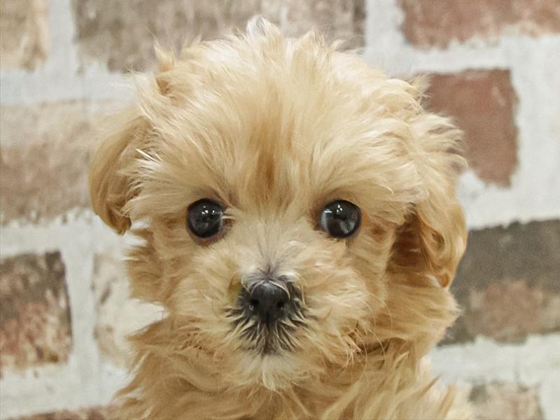 愛知県のマルプー(マルチーズ×プードル) (ワンラブ名古屋守山インター総本店/2025年10月5日生まれ/男の子/その他色)の子犬の1枚目の画像