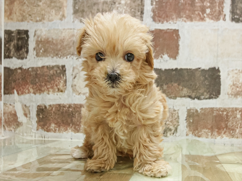 愛知県のマルプー(マルチーズ×プードル) (ワンラブ名古屋守山インター総本店/2025年10月5日生まれ/男の子/その他色)の子犬の3枚目の画像