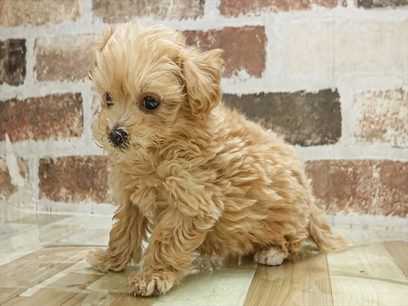 愛知県のマルプー(マルチーズ×プードル) (ワンラブ名古屋守山インター総本店/2025年10月5日生まれ/男の子/その他色)の子犬の2枚目の画像