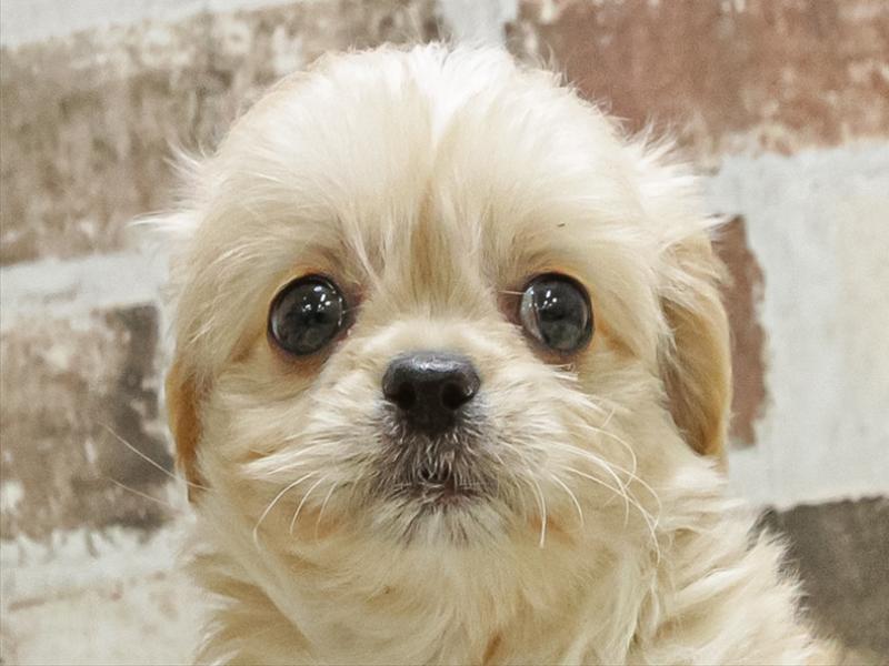 愛知県のペキプー(ペキニーズ×プードル) (ワンラブペッツビレッジ アピタ木曽川店(FC)/2025年10月3日生まれ/男の子/アプリコット)の子犬の1枚目の画像