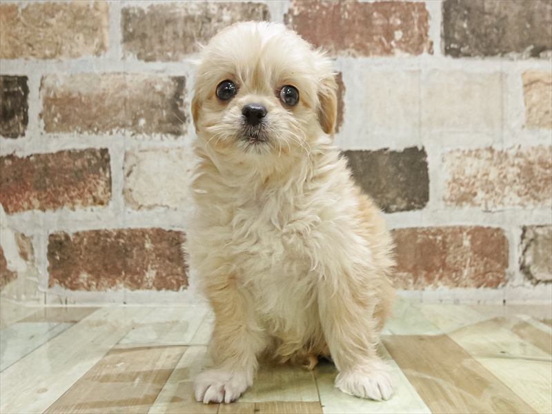 愛知県のペキプー(ペキニーズ×プードル) (ワンラブペッツビレッジ アピタ木曽川店(FC)/2025年10月3日生まれ/男の子/アプリコット)の子犬の3枚目の画像