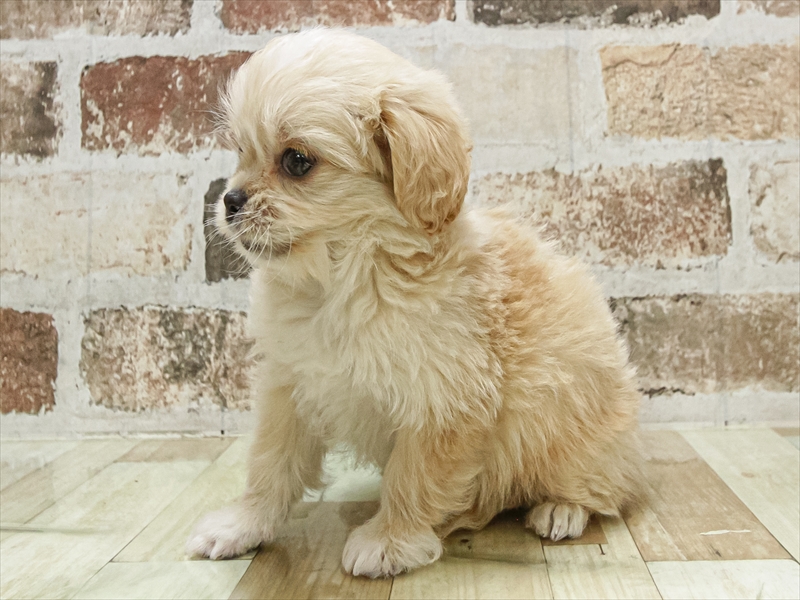 愛知県のペキプー(ペキニーズ×プードル) (ワンラブペッツビレッジ アピタ木曽川店(FC)/2025年10月3日生まれ/男の子/アプリコット)の子犬の2枚目の画像