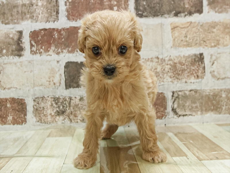 愛知県のペキプー(ペキニーズ×プードル) (ワンラブペッツビレッジ アピタ木曽川店(FC)/2025年10月3日生まれ/男の子/アプリコット)の子犬の3枚目の画像