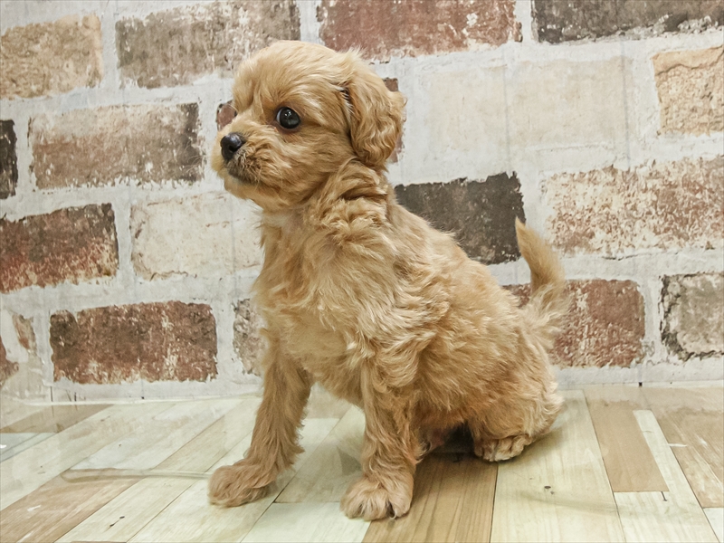 愛知県のペキプー(ペキニーズ×プードル) (ワンラブペッツビレッジ アピタ木曽川店(FC)/2025年10月3日生まれ/男の子/アプリコット)の子犬の2枚目の画像