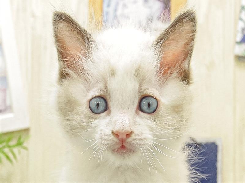 愛知県のラグドール (ワンラブカインズ小牧店(FC)/2025年10月4日生まれ/男の子/シールポイントバイカラー)の子猫の1枚目の画像