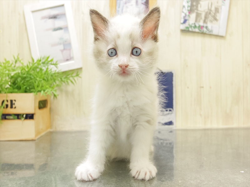 愛知県のラグドール (ワンラブカインズ小牧店(FC)/2025年10月4日生まれ/男の子/シールポイントバイカラー)の子猫の3枚目の画像