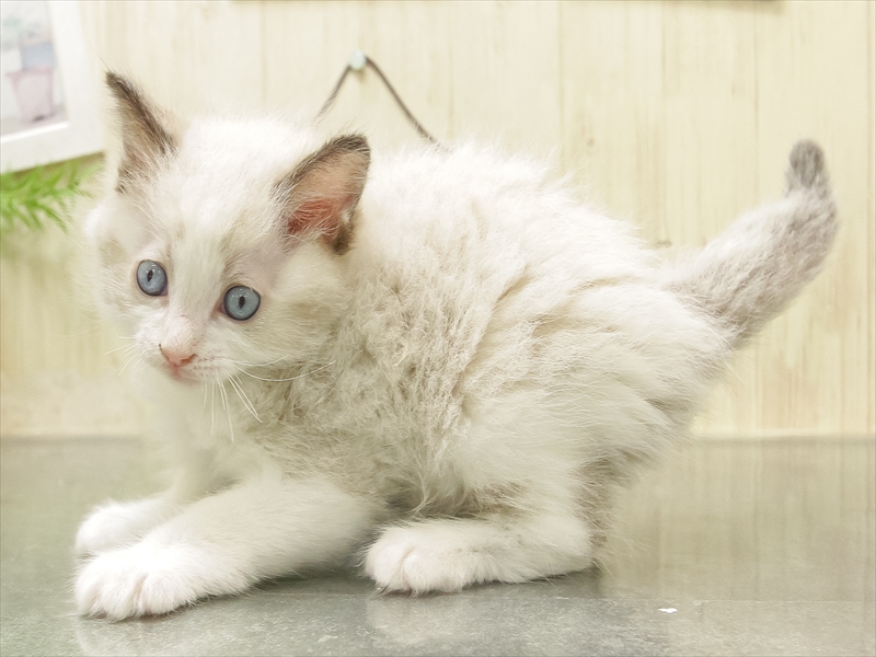 愛知県のラグドール (ワンラブカインズ小牧店(FC)/2025年10月4日生まれ/男の子/シールポイントバイカラー)の子猫の2枚目の画像