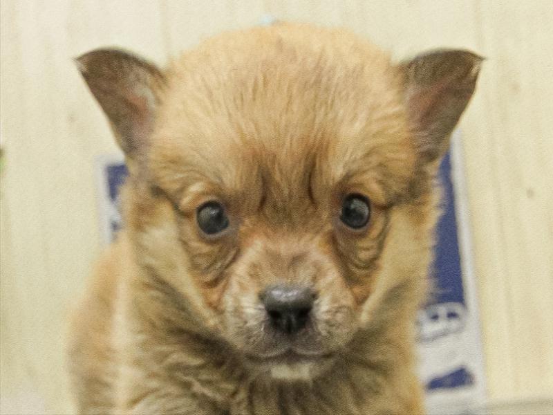 鹿児島県のチワコーギー(チワワ×コーギー) (ワンラブニシムタ与次郎店/2025年10月3日生まれ/男の子/セーブル)の子犬