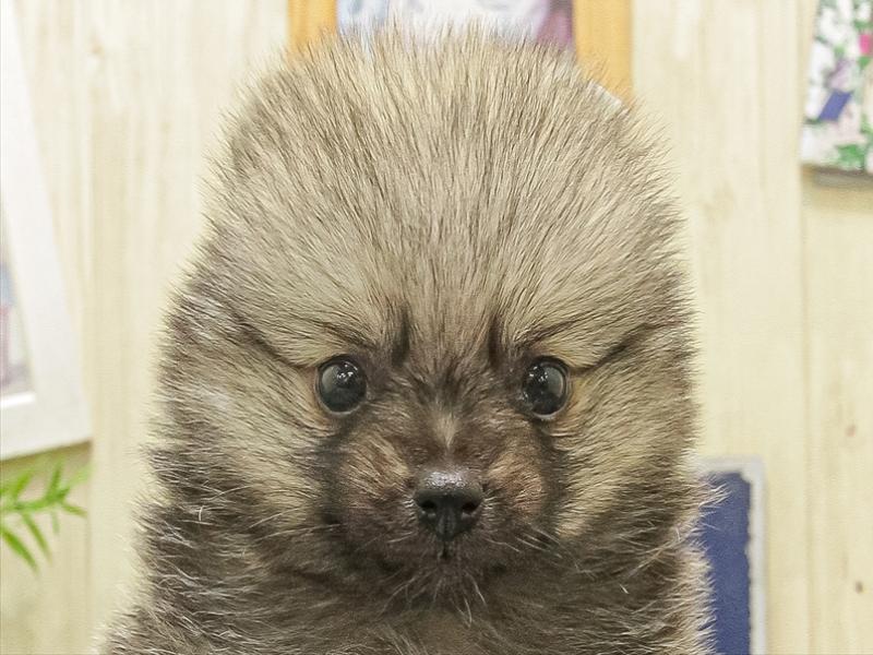 愛知県のポメラニアン (ワンラブららぽーと愛知東郷店/2025年10月4日生まれ/男の子/ウルフセーブル)の子犬の1枚目の画像