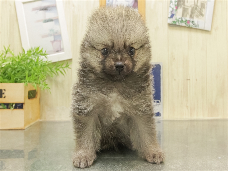 愛知県のポメラニアン (ワンラブららぽーと愛知東郷店/2025年10月4日生まれ/男の子/ウルフセーブル)の子犬の3枚目の画像