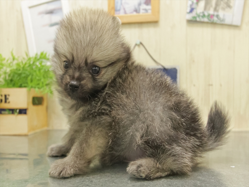 愛知県のポメラニアン (ワンラブららぽーと愛知東郷店/2025年10月4日生まれ/男の子/ウルフセーブル)の子犬の2枚目の画像