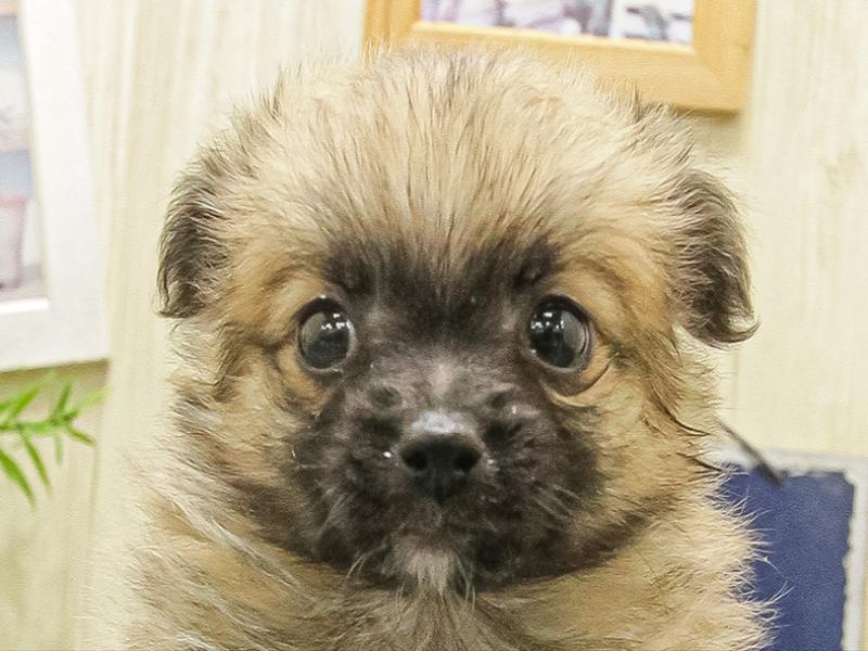 愛知県のポメチワ/チワポメ/ポメチー(ポメラニアン×チワワ) (ワンラブ名古屋守山インター総本店/2025年10月3日生まれ/男の子/オレンジ)の子犬の1枚目の画像