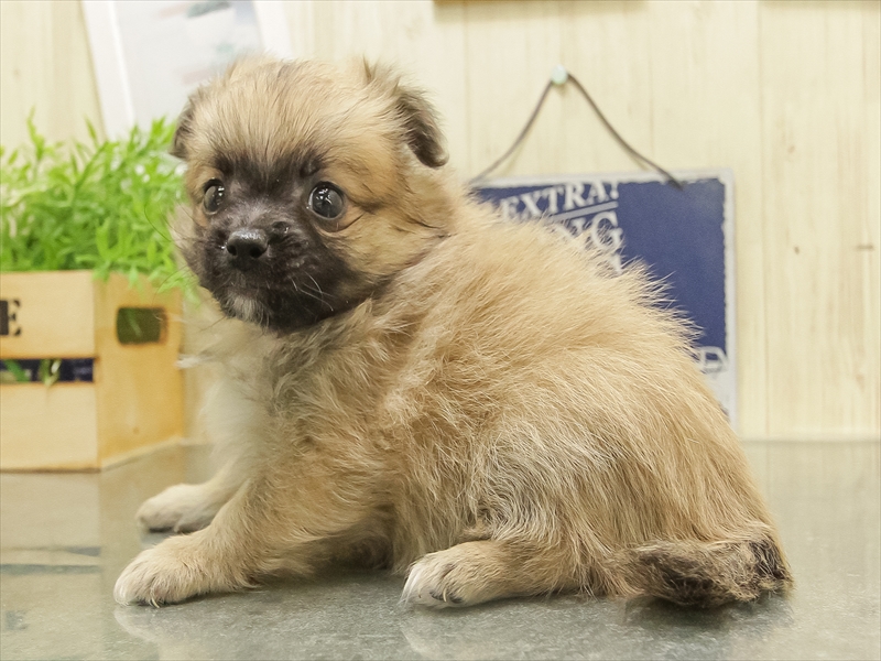 愛知県のポメチワ/チワポメ/ポメチー(ポメラニアン×チワワ) (ワンラブ名古屋守山インター総本店/2025年10月3日生まれ/男の子/オレンジ)の子犬の2枚目の画像