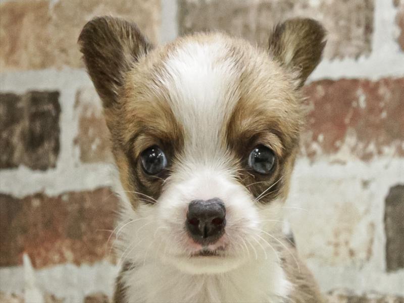 愛知県のチワコーギー(チワワ×コーギー) (ワンラブ名古屋守山インター総本店/2025年10月4日生まれ/男の子/レッドホワイト)の子犬の1枚目の画像