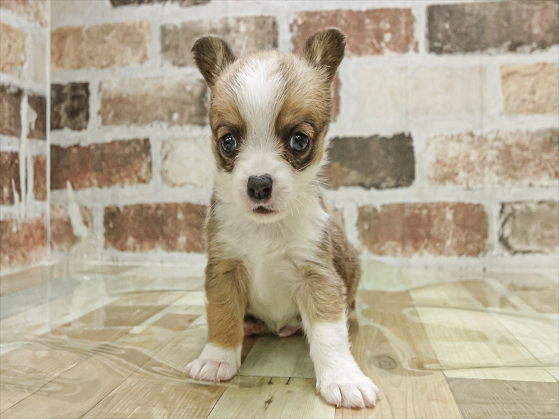 愛知県のチワコーギー(チワワ×コーギー) (ワンラブ名古屋守山インター総本店/2025年10月4日生まれ/男の子/レッドホワイト)の子犬の3枚目の画像